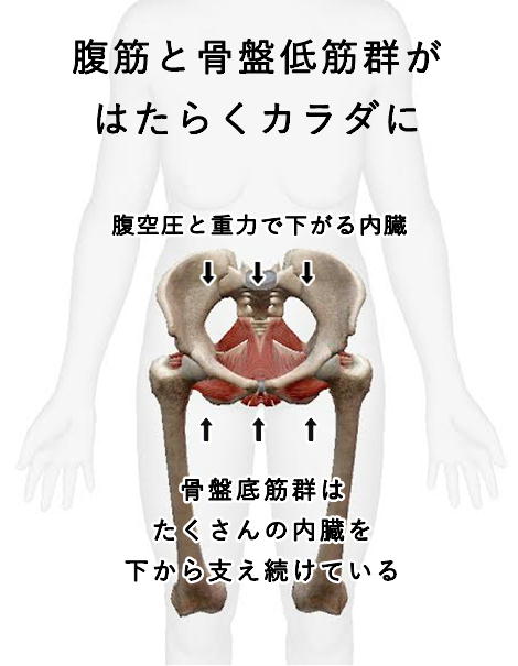 腹筋と骨盤底筋が働くからだに!骨盤底筋はたくさんの内臓を下から支え続けている